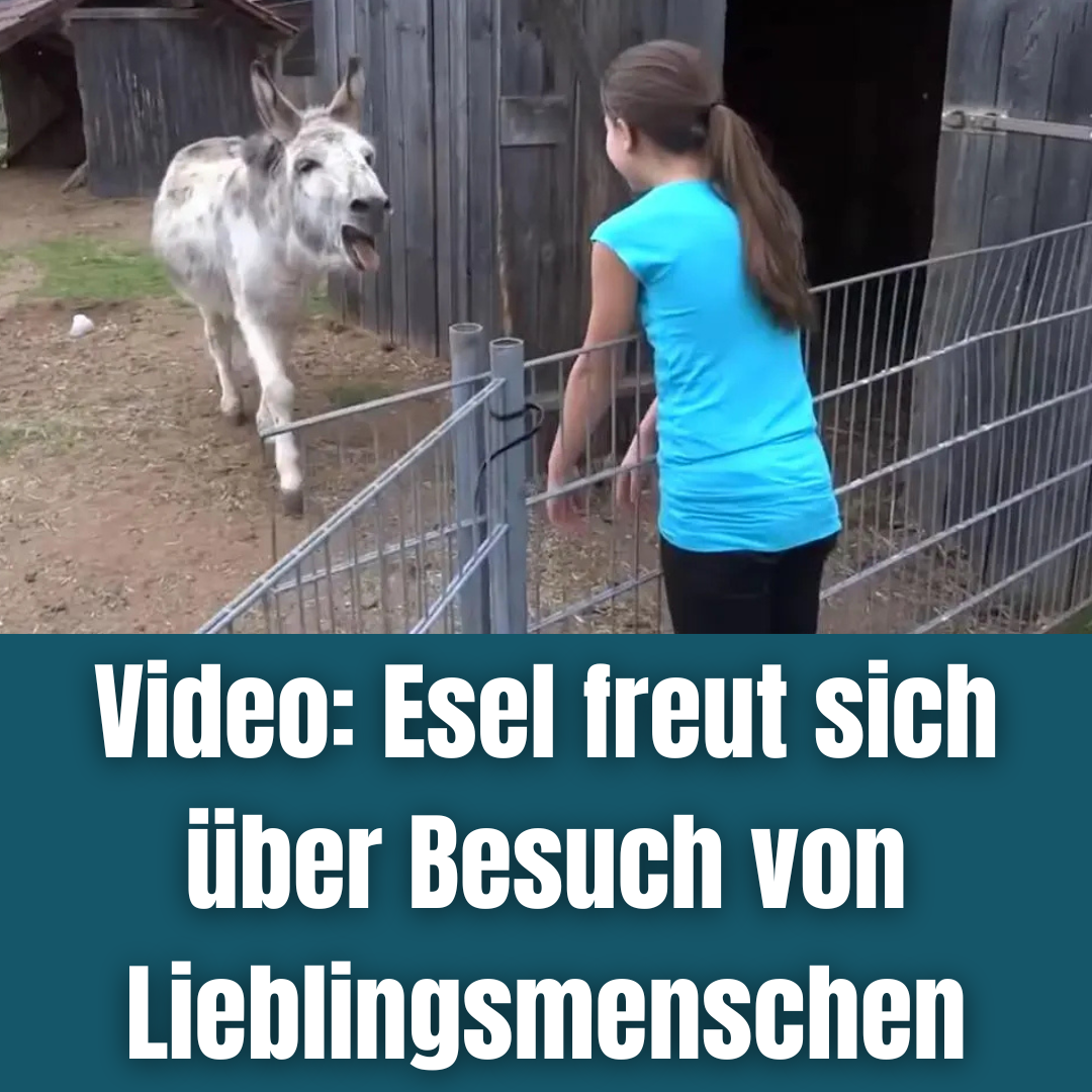 Video: Esel ist glücklich, seinen Lieblingsmenschen wiederzusehen