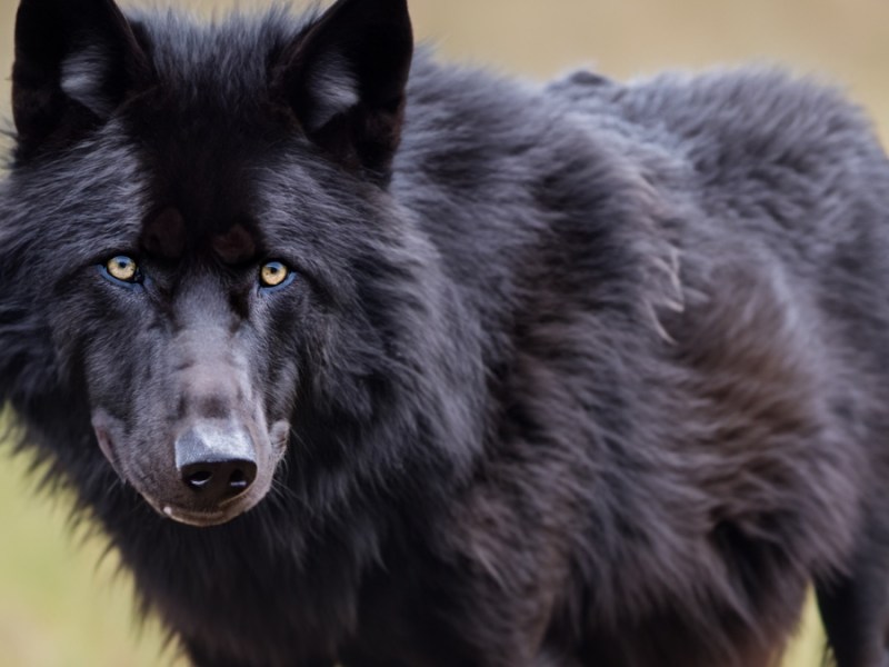 Mann fotografiert Begegnung seines Labradors mit Wolf