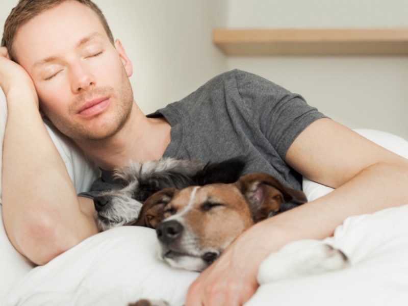 Hundebesitzer im Bett mit zwei süßen Hunden, die alle schlafen.