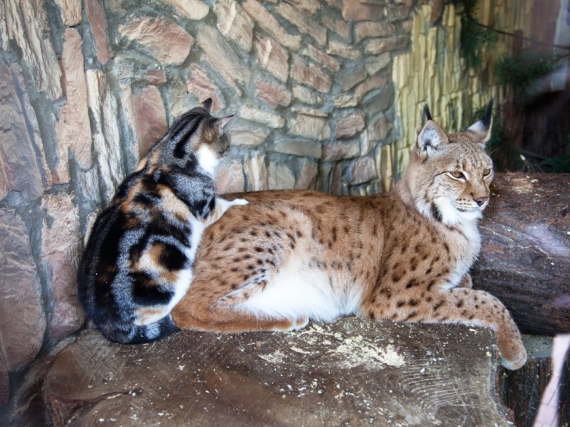 Eine Katze und ein Luchs sitzen zusammen in einem Gehege eines Zoos.