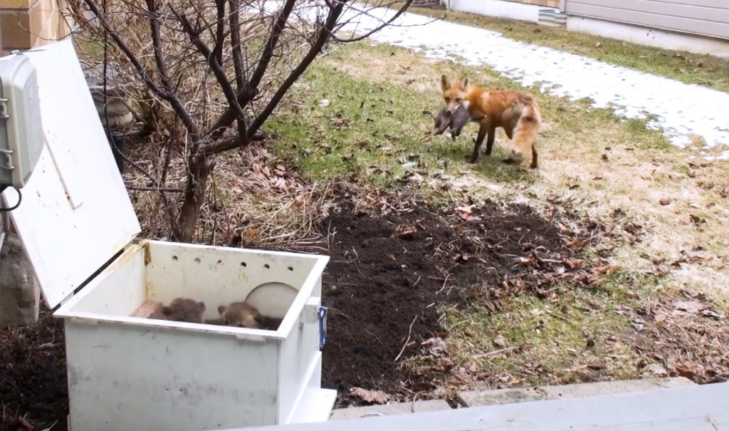 Fähe trägt Fuchs-Baby im Maul.