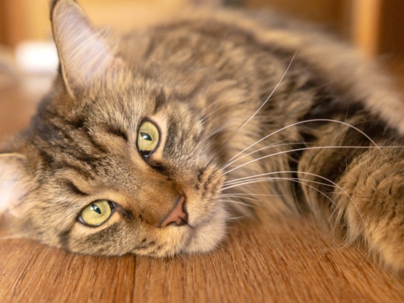 Maine-Coon-Katze mit grünen Augen liegt auf einem Holzboden.