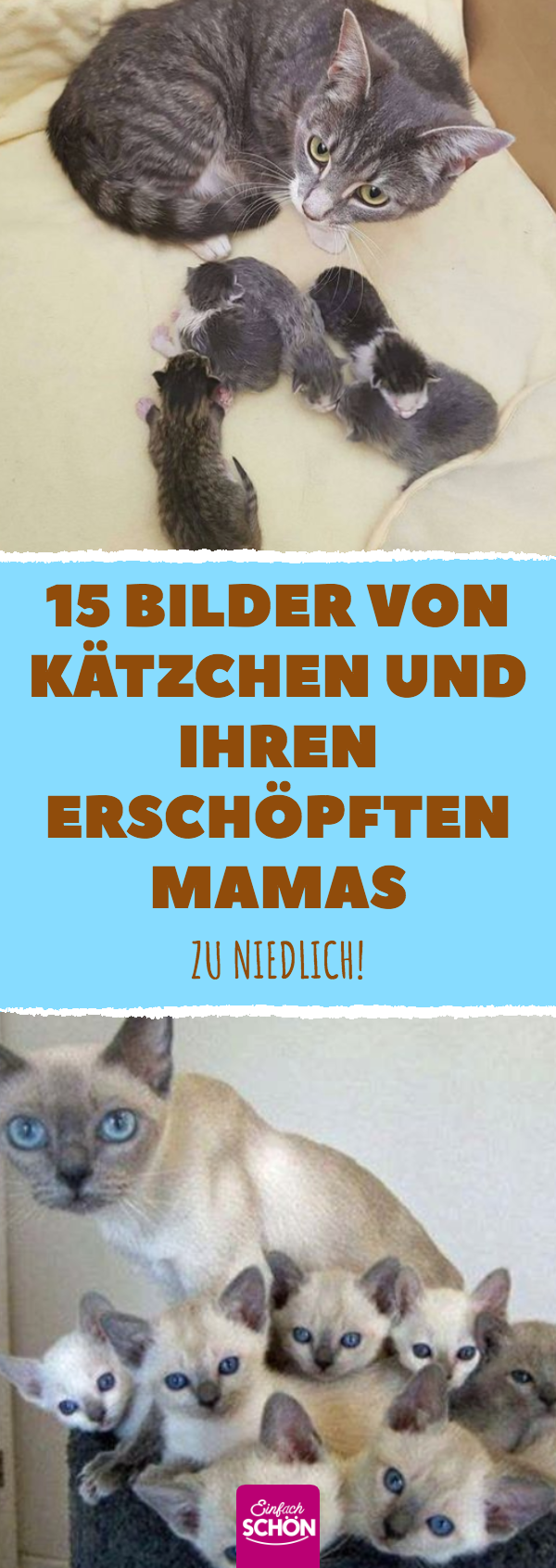 15 stolze Katzen-Mamas