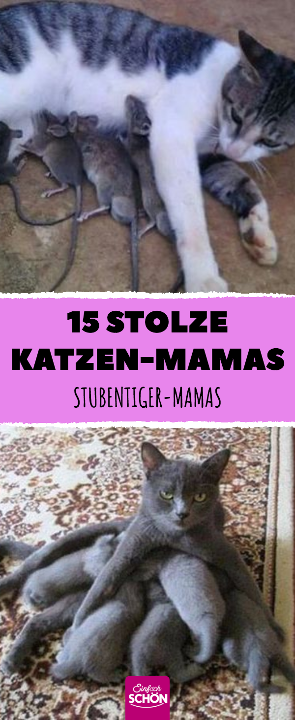 15 stolze Katzen-Mamas