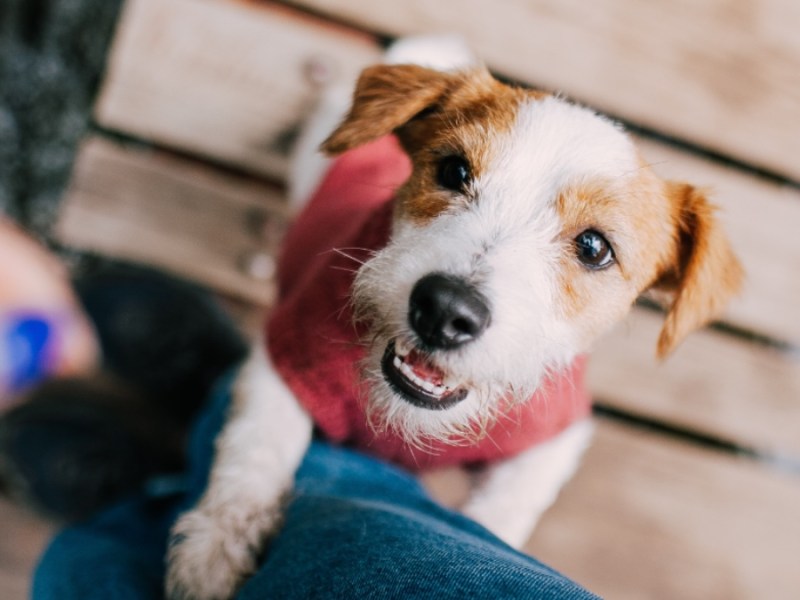 10 lustige Bilder von Hunden, die um Futter betteln