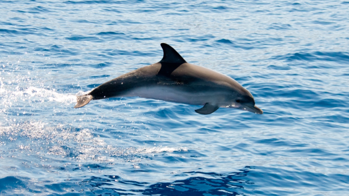 Ein Delfin.