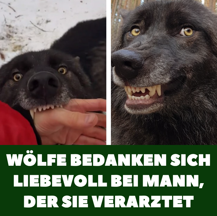 16 Bilder: Mann verarztet verletzte Wölfe, die ihn lieben