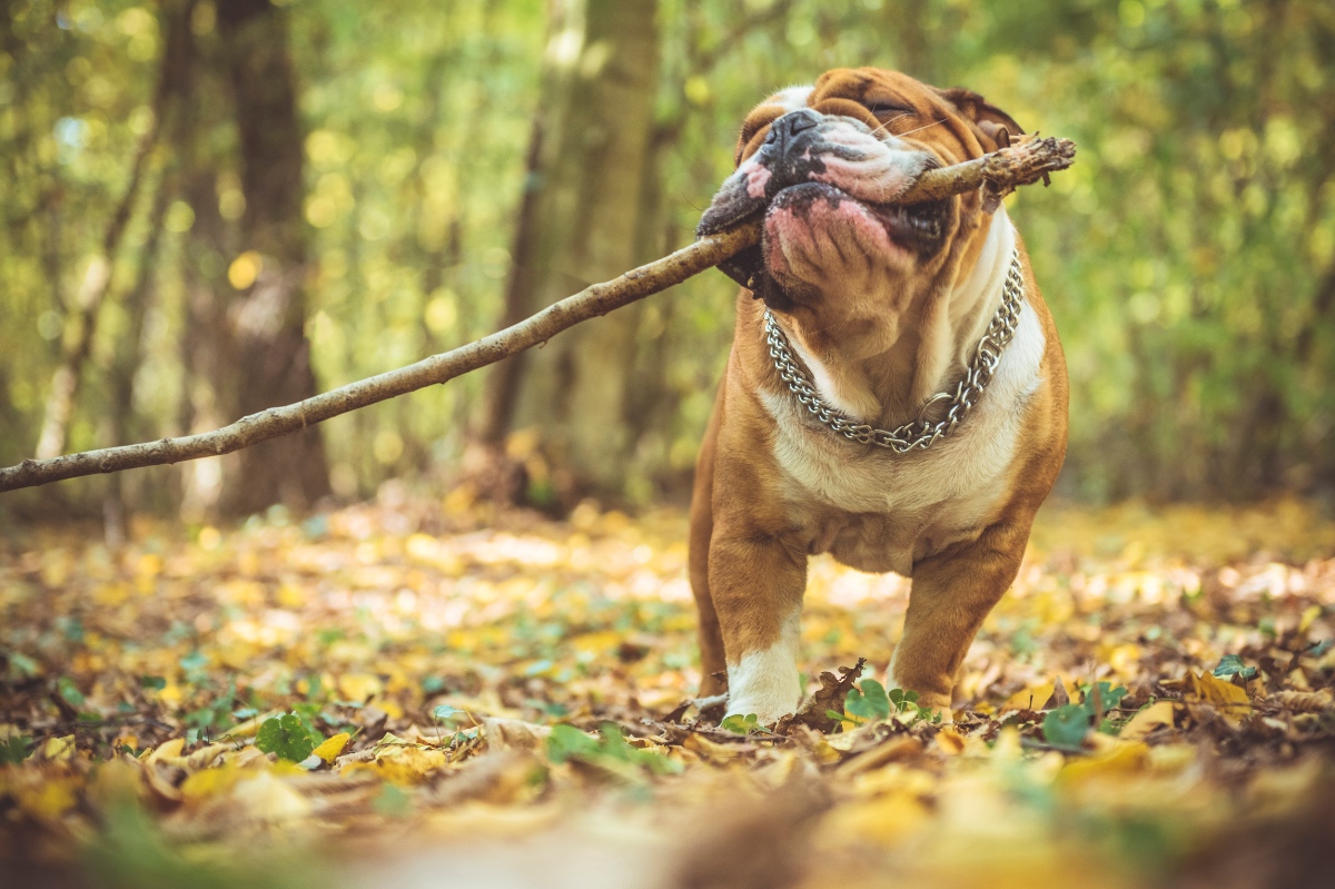 Eine Englische Bulldogge apportiert einen Stock in einem Wald.