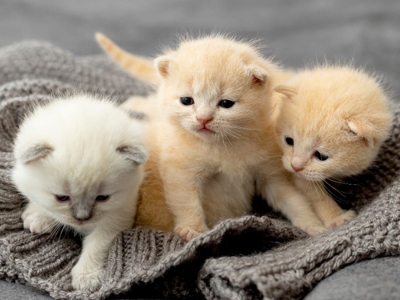 Kleine neugeborene Kätzchen.