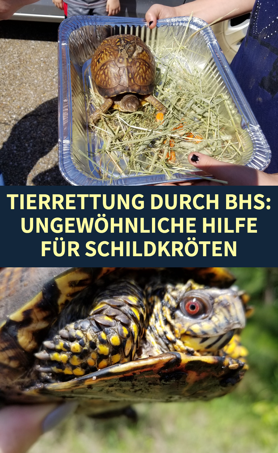Alte BHs sorgen für Tierrettung von Schildkröten