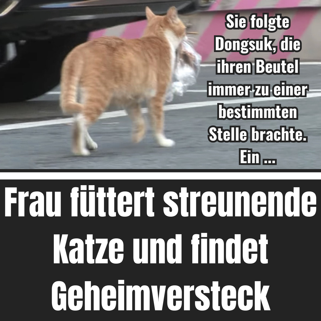 Frau füttert streunende Katze und findet Geheimversteck